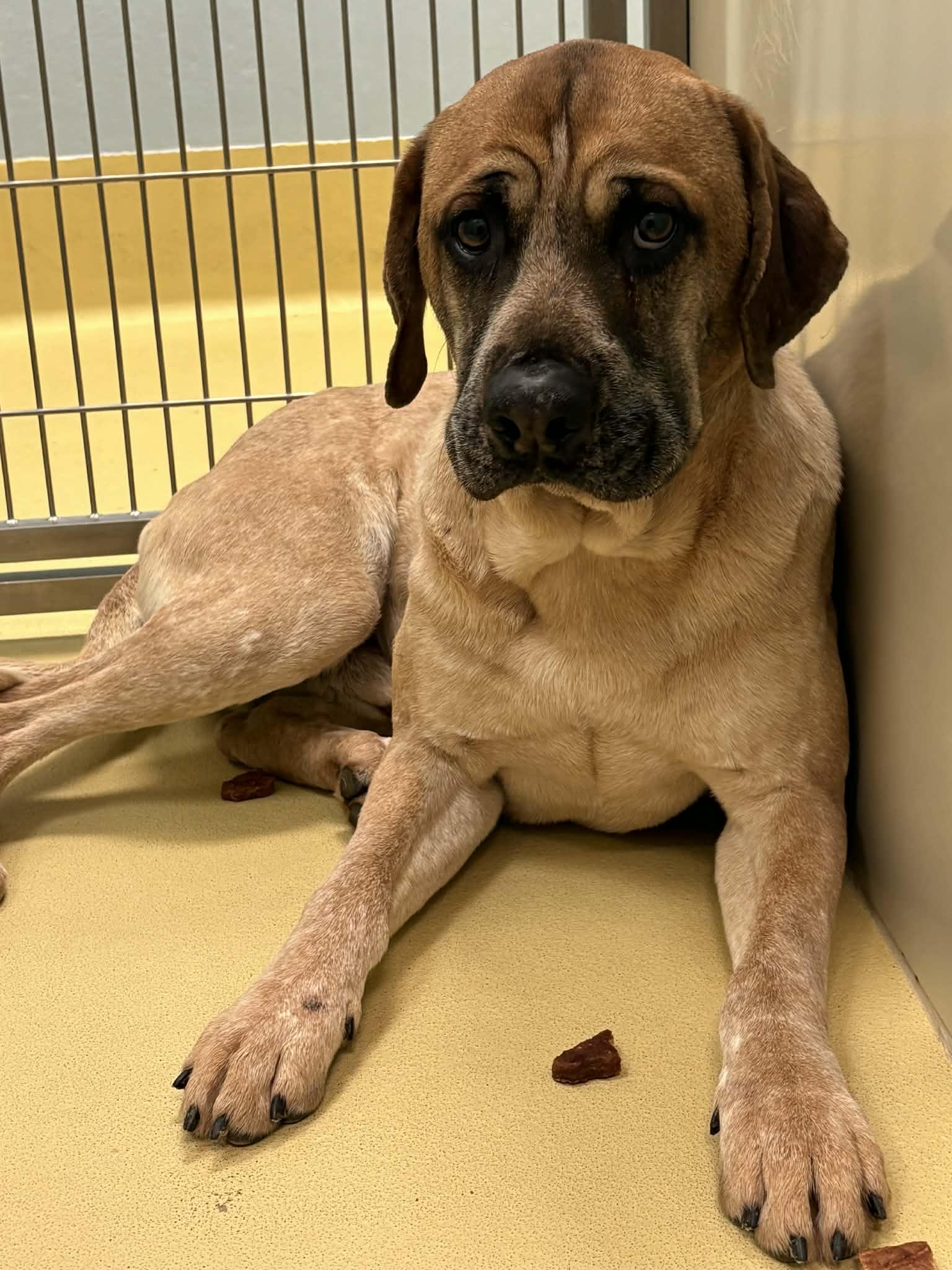 Sweet Theo needs the perfect home he can snuggle into, a other mixed breed in Dubuque, IA image 1/2