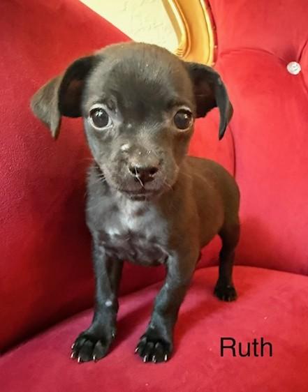 Enlarge Ruth, a ADOPTABLE mixed breed in Santa Rosa, CA image 1/5