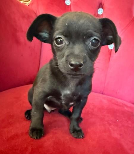 Enlarge Ruth, a ADOPTABLE mixed breed in Santa Rosa, CA image 4/5