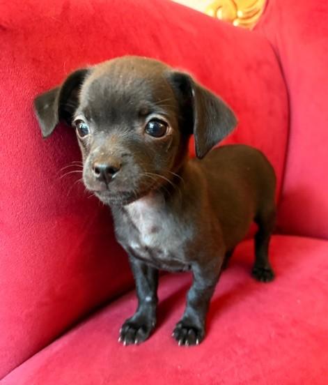 Enlarge Ruth, a ADOPTABLE mixed breed in Santa Rosa, CA image 2/5