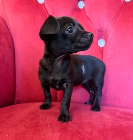 Enlarge Ruth, a ADOPTABLE mixed breed in Santa Rosa, CA image 3/5