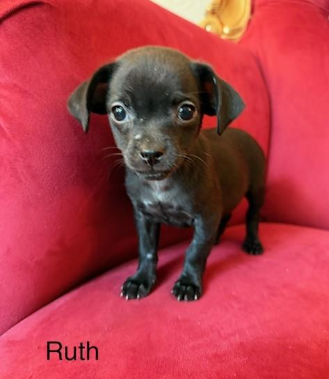 Enlarge Ruth, a ADOPTABLE mixed breed in Santa Rosa, CA image 5/5