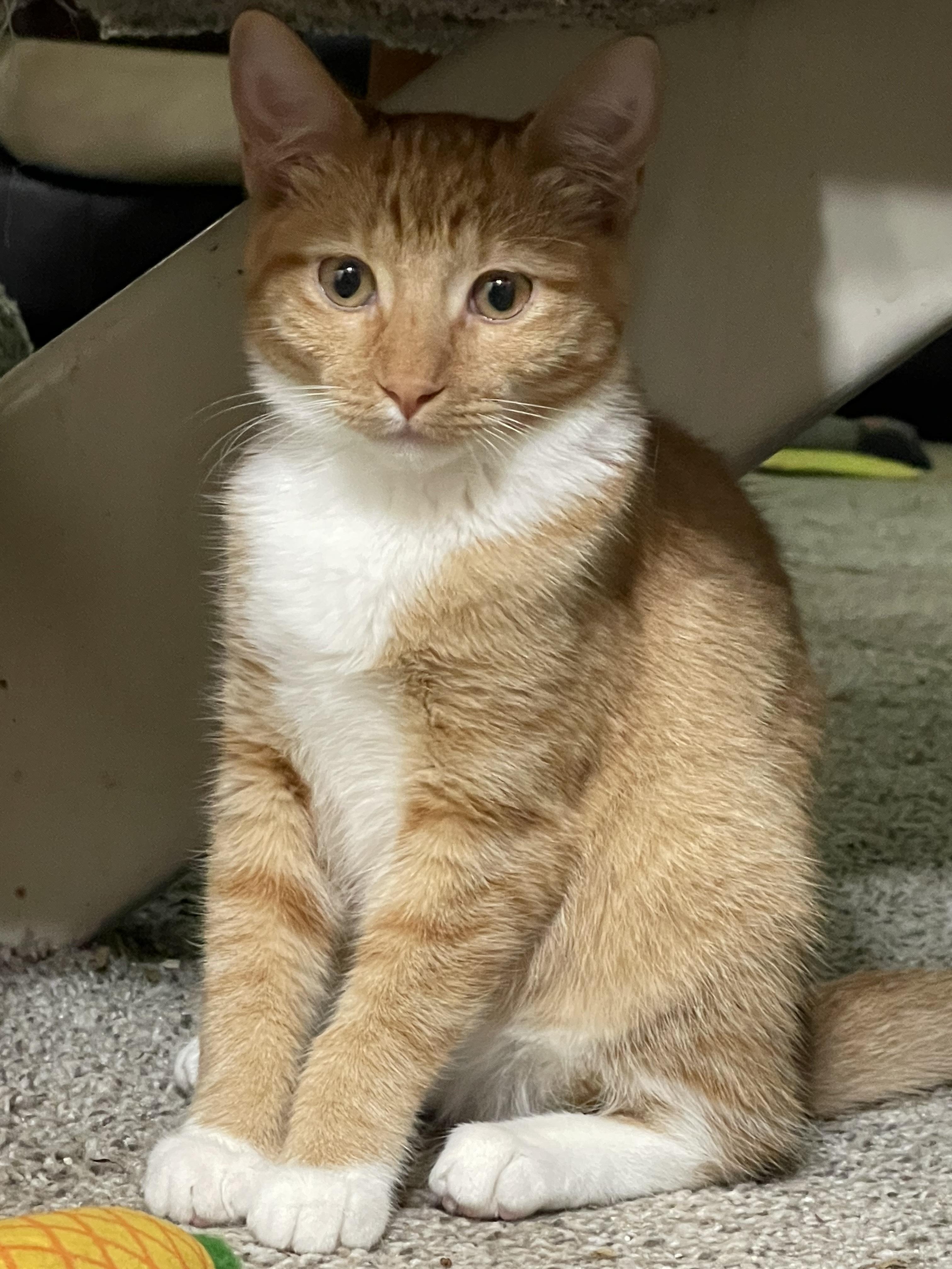 Enlarge Avangeline, a Adoptable mixed breed in Rio Linda, CA image 1/3