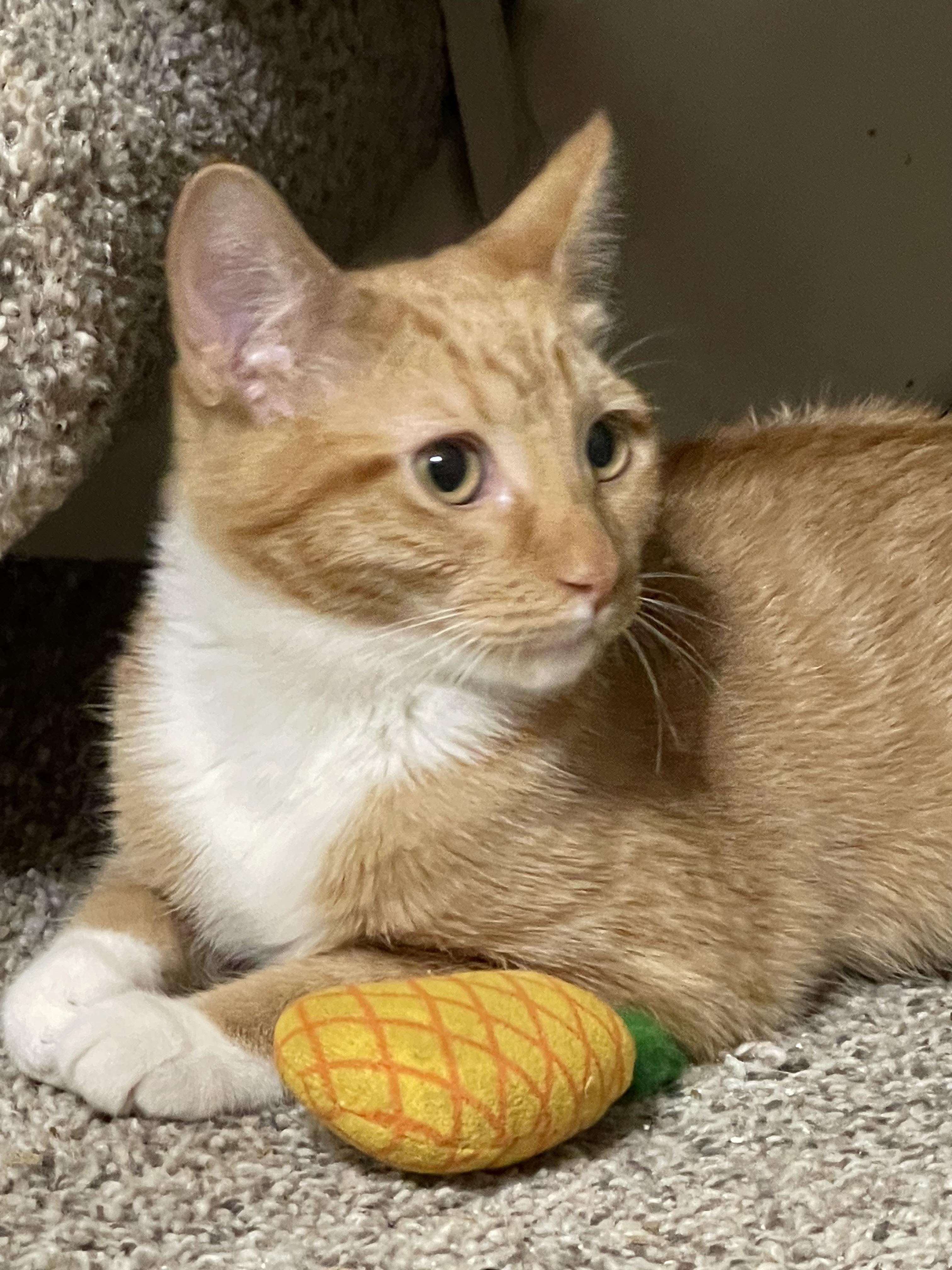 Enlarge Avangeline, a Adoptable mixed breed in Rio Linda, CA image 2/3