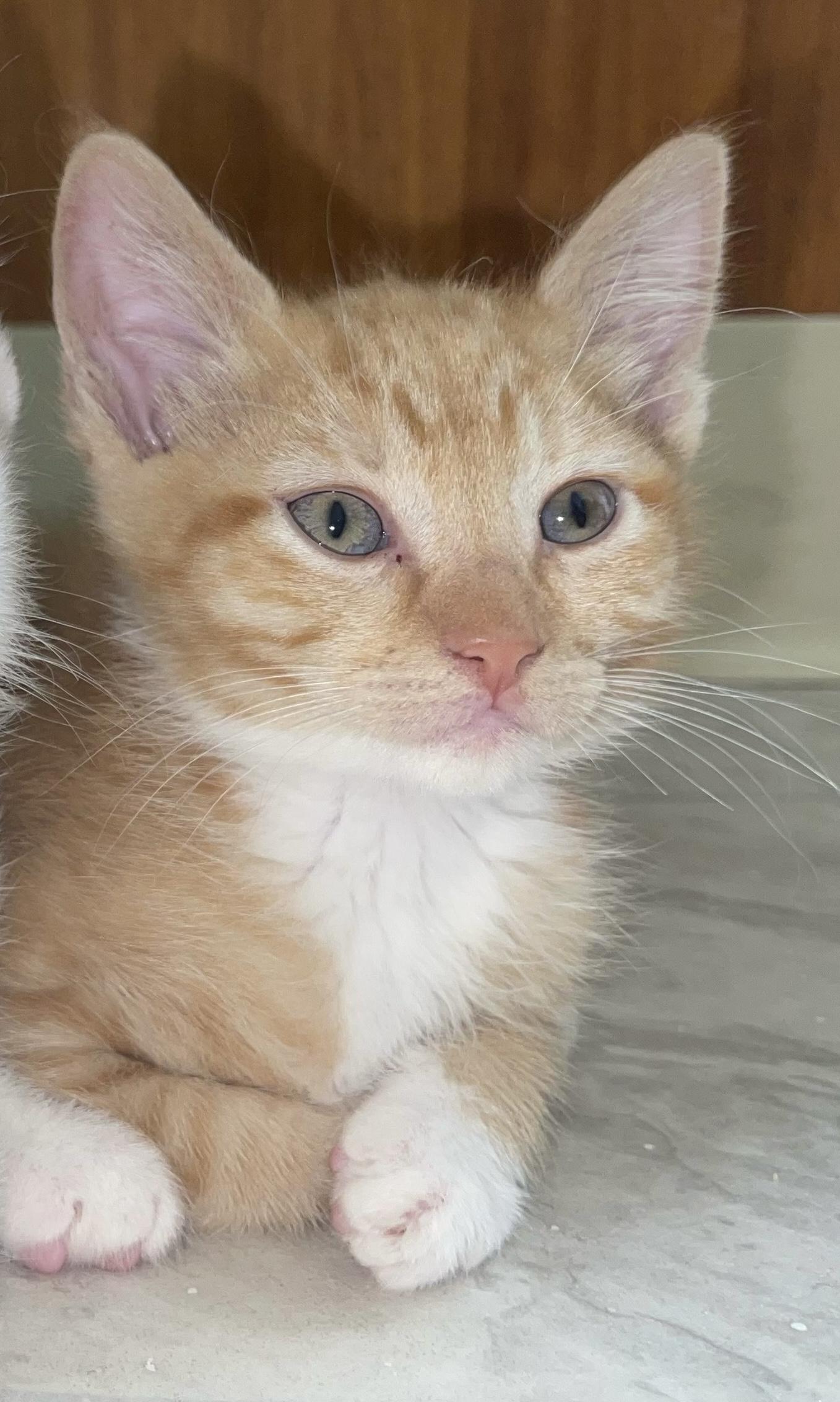 Enlarge Avangeline, a Adoptable mixed breed in Rio Linda, CA image 3/3