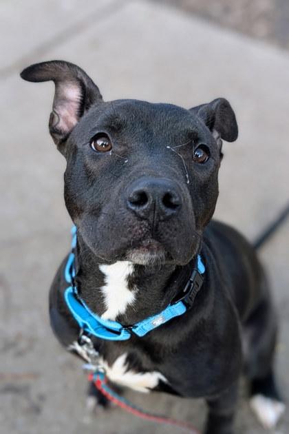 Enlarge Neave, a Adoptable Mixed Breed in Miamitown, OH image 2/3