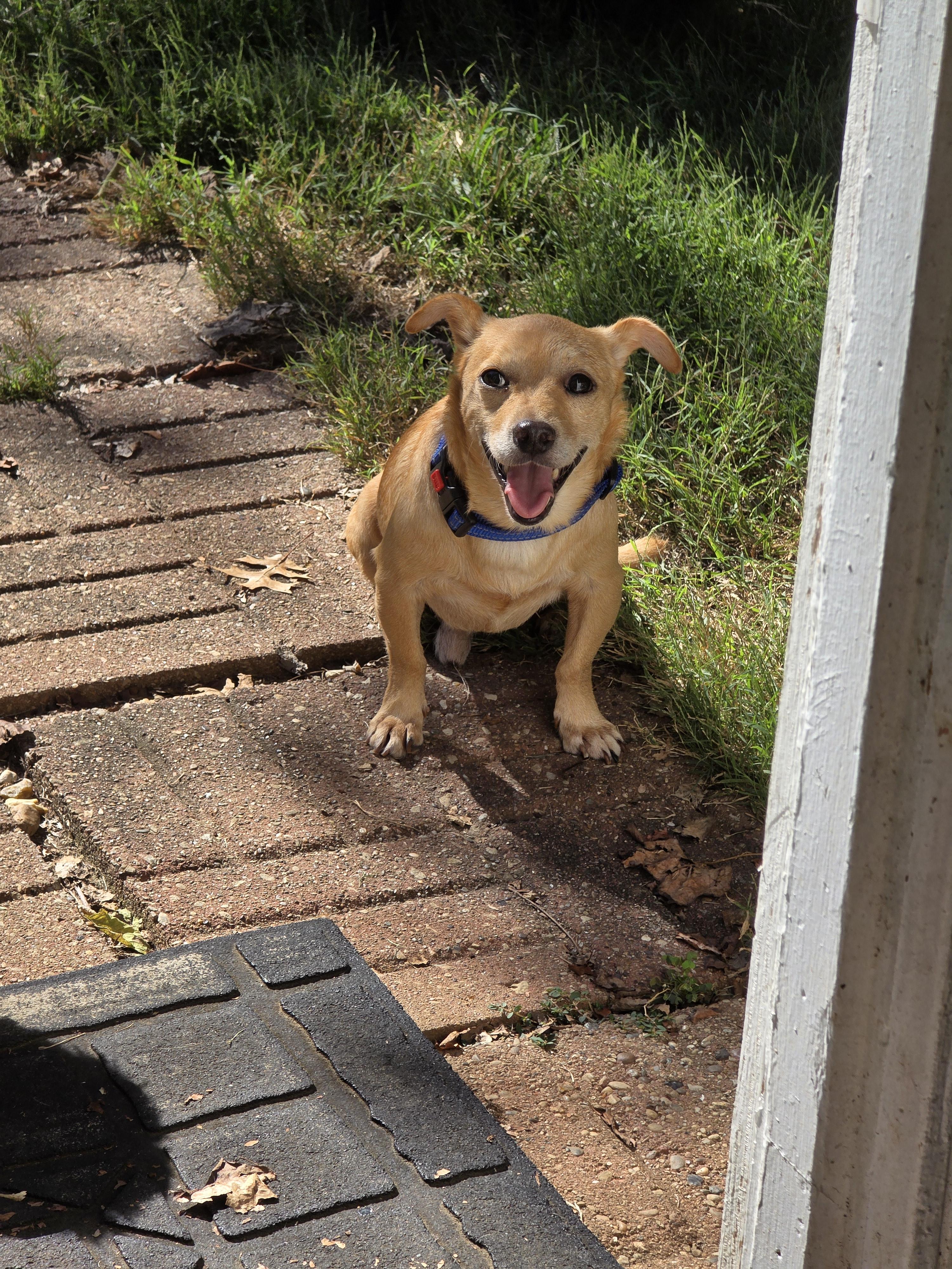Dave Growls, Adoptable, Adult Male Chihuahua.