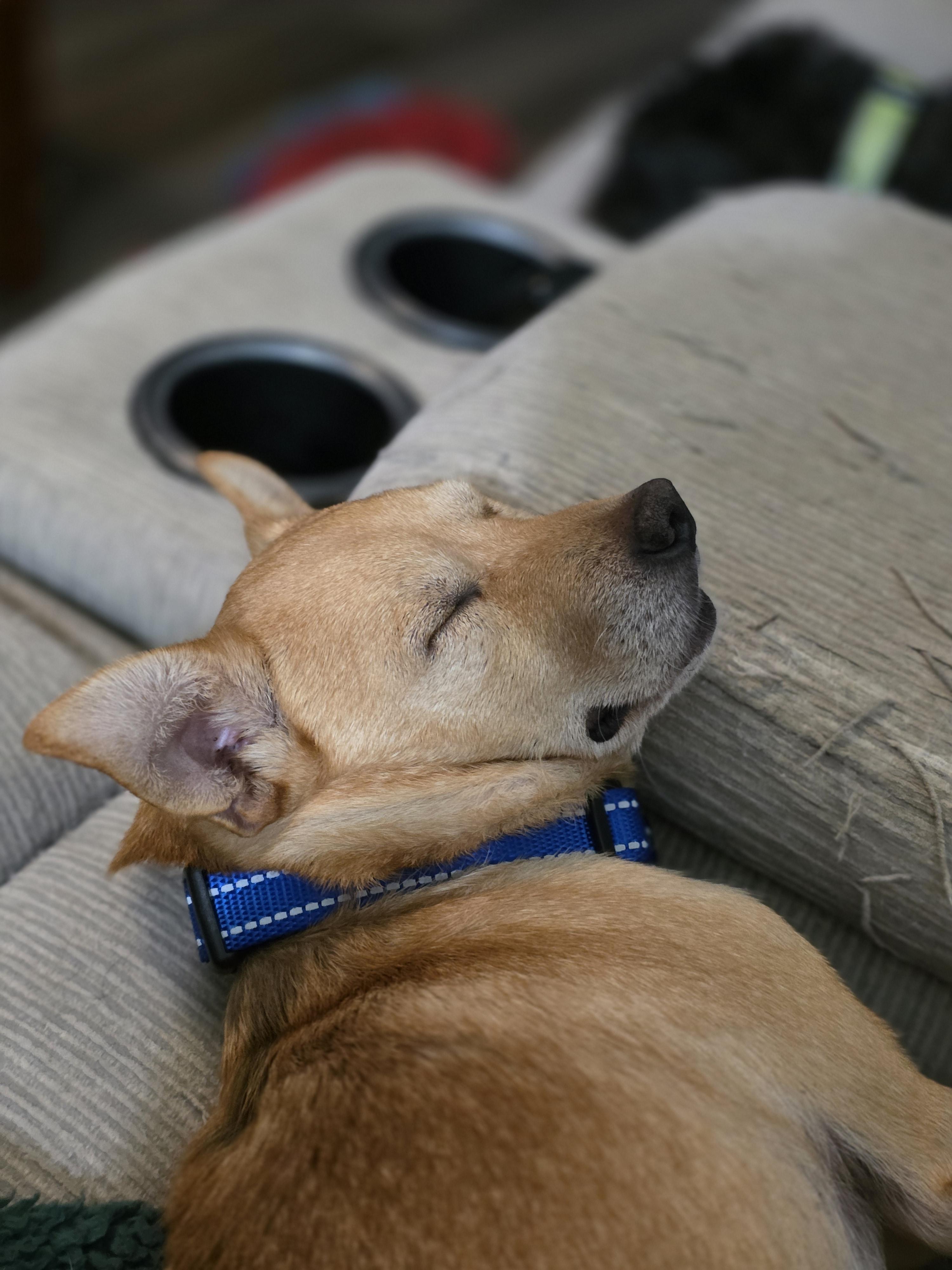 Enlarge Dave Growls, a Adoptable mixed breed in Richmond, KY image 3/5