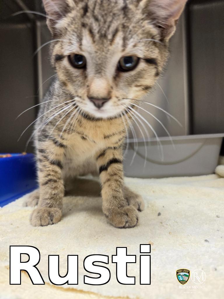Enlarge Rusti, a Adoptable mixed breed in Rocky Mount, NC image 1/1