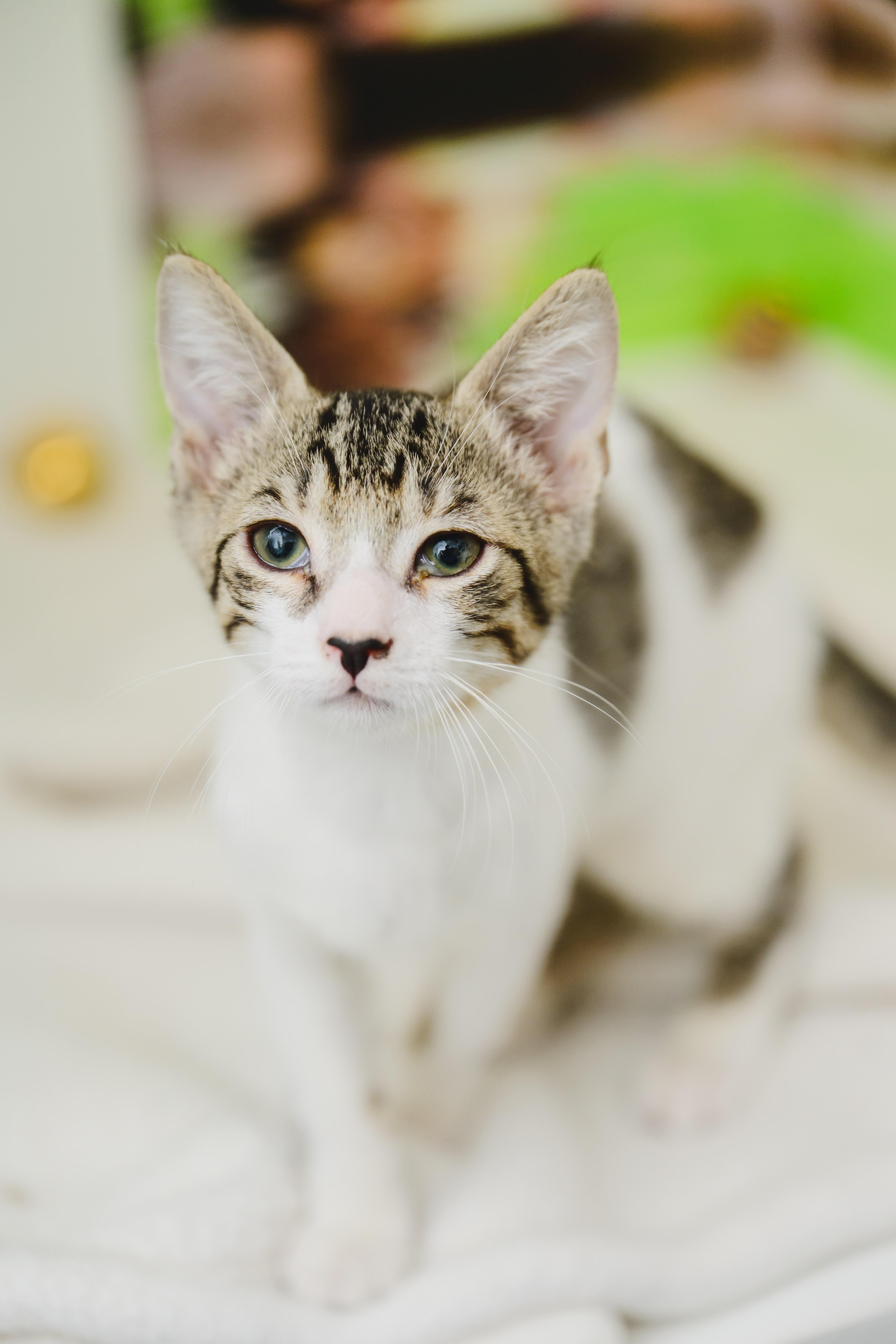 Brisket, Adopted, Young Male Domestic Short Hair.