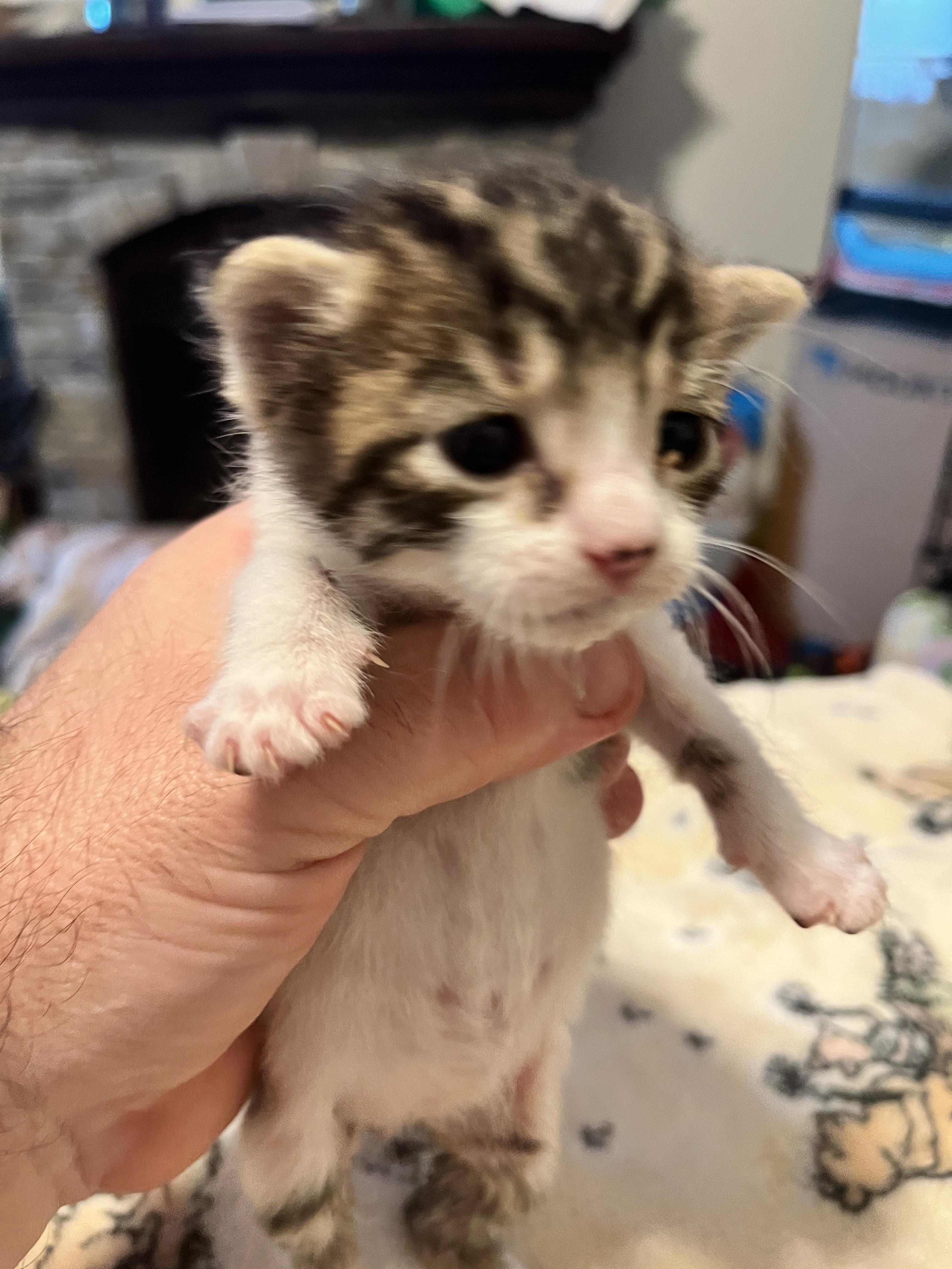 Enlarge Brisket, a Adopted mixed breed in Honolulu, HI image 2/6