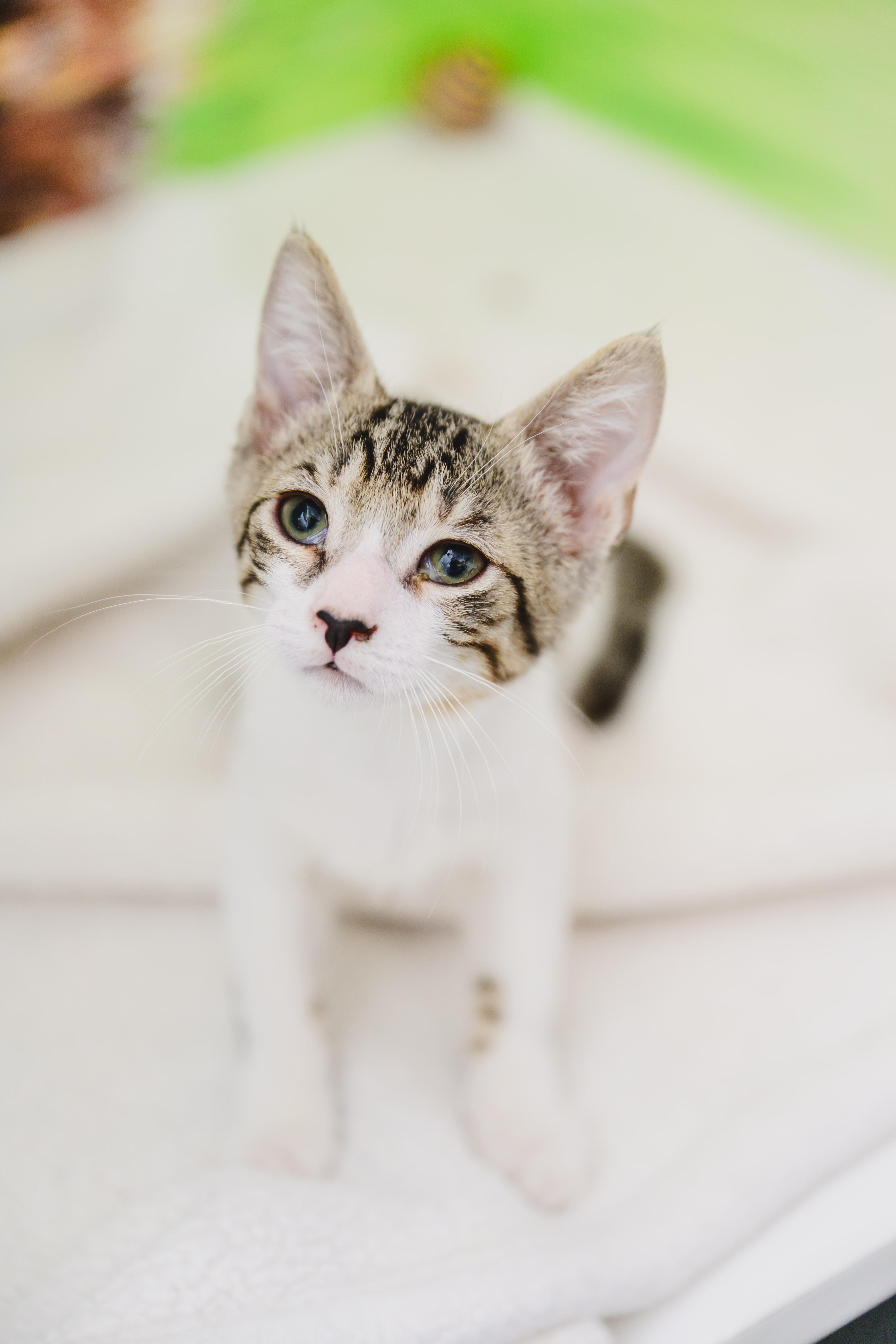 Enlarge Brisket, a Adopted mixed breed in Honolulu, HI image 3/6