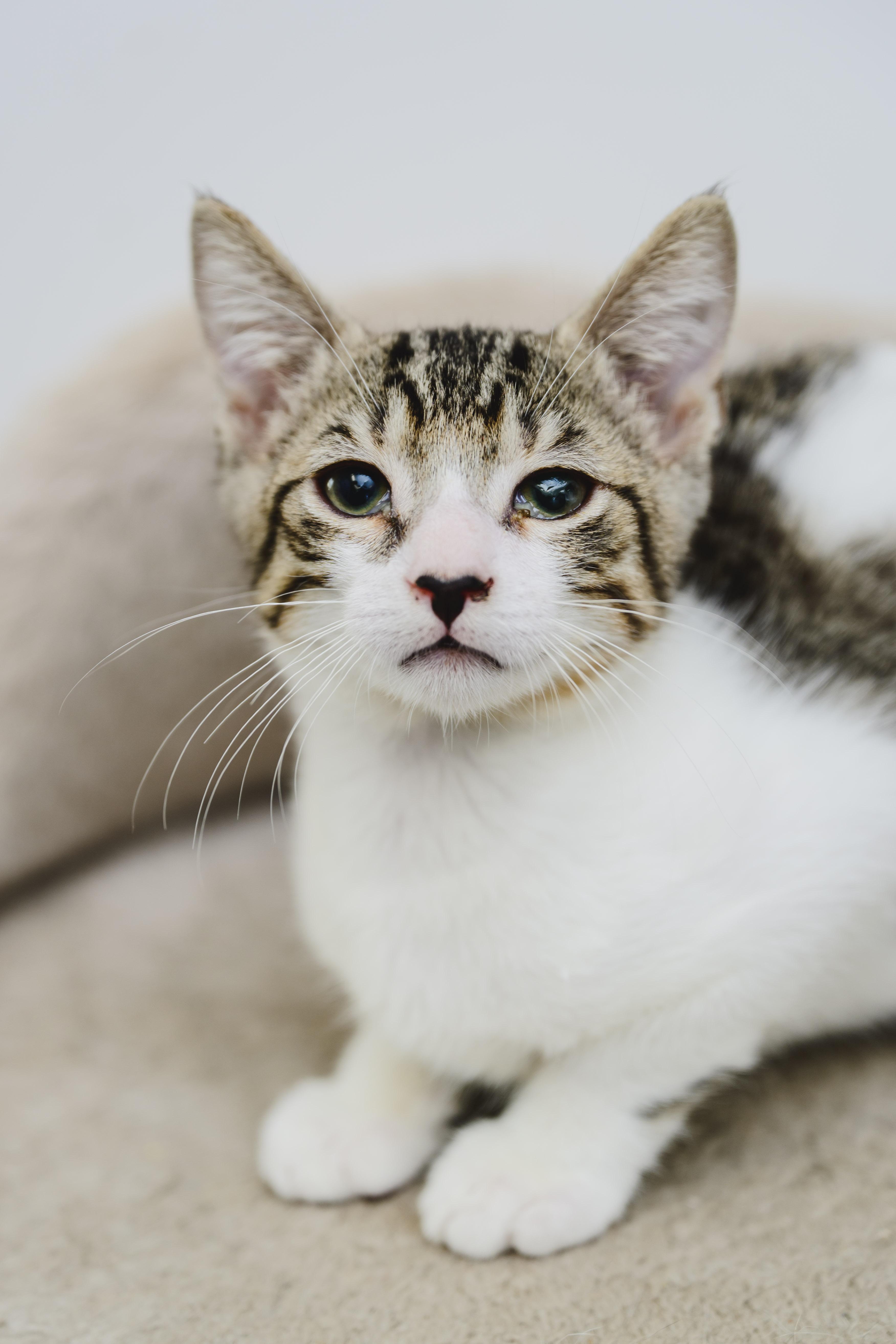 Enlarge Brisket, a Adopted mixed breed in Honolulu, HI image 4/6