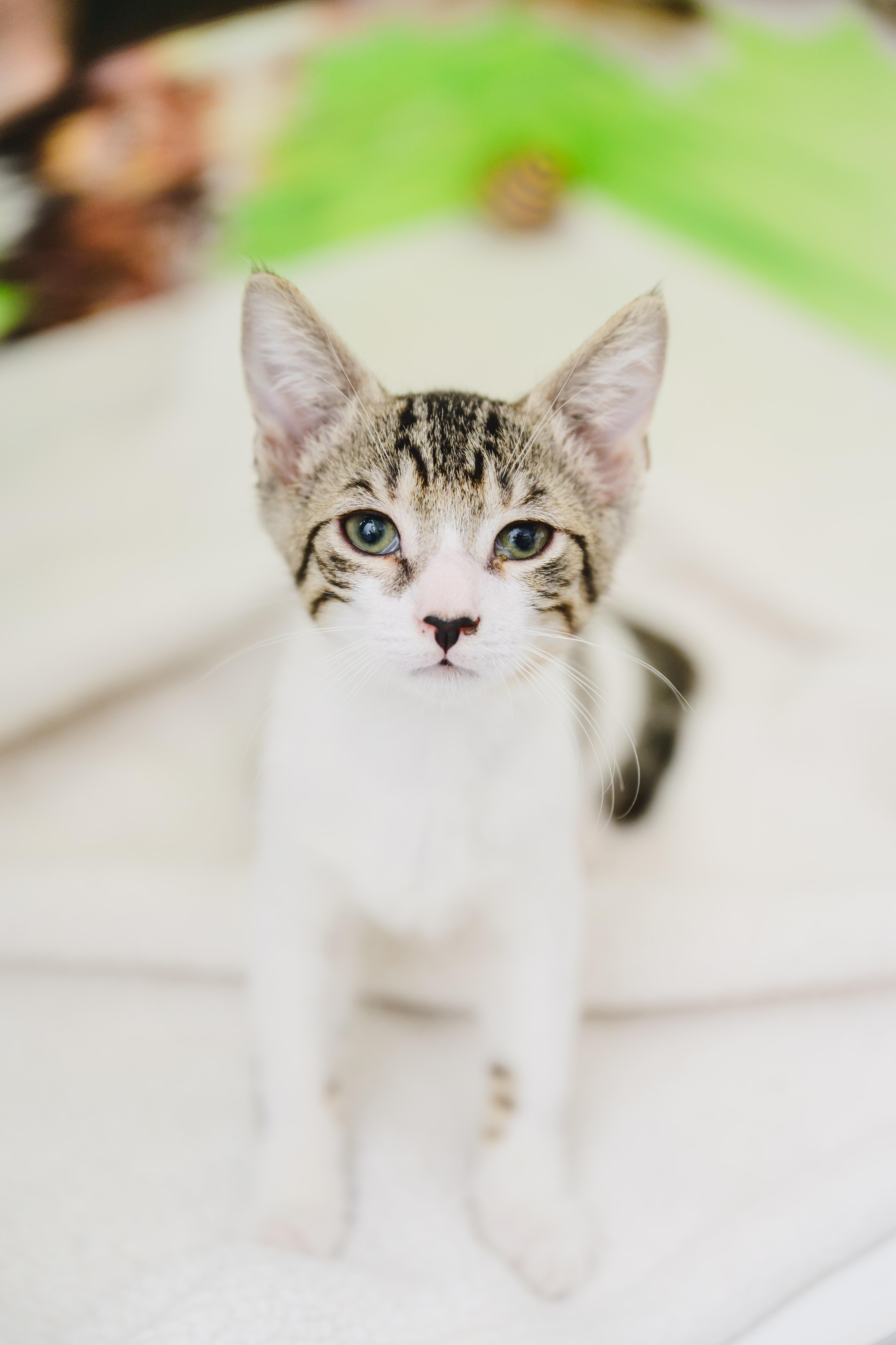 Enlarge Brisket, a Adopted mixed breed in Honolulu, HI image 5/6