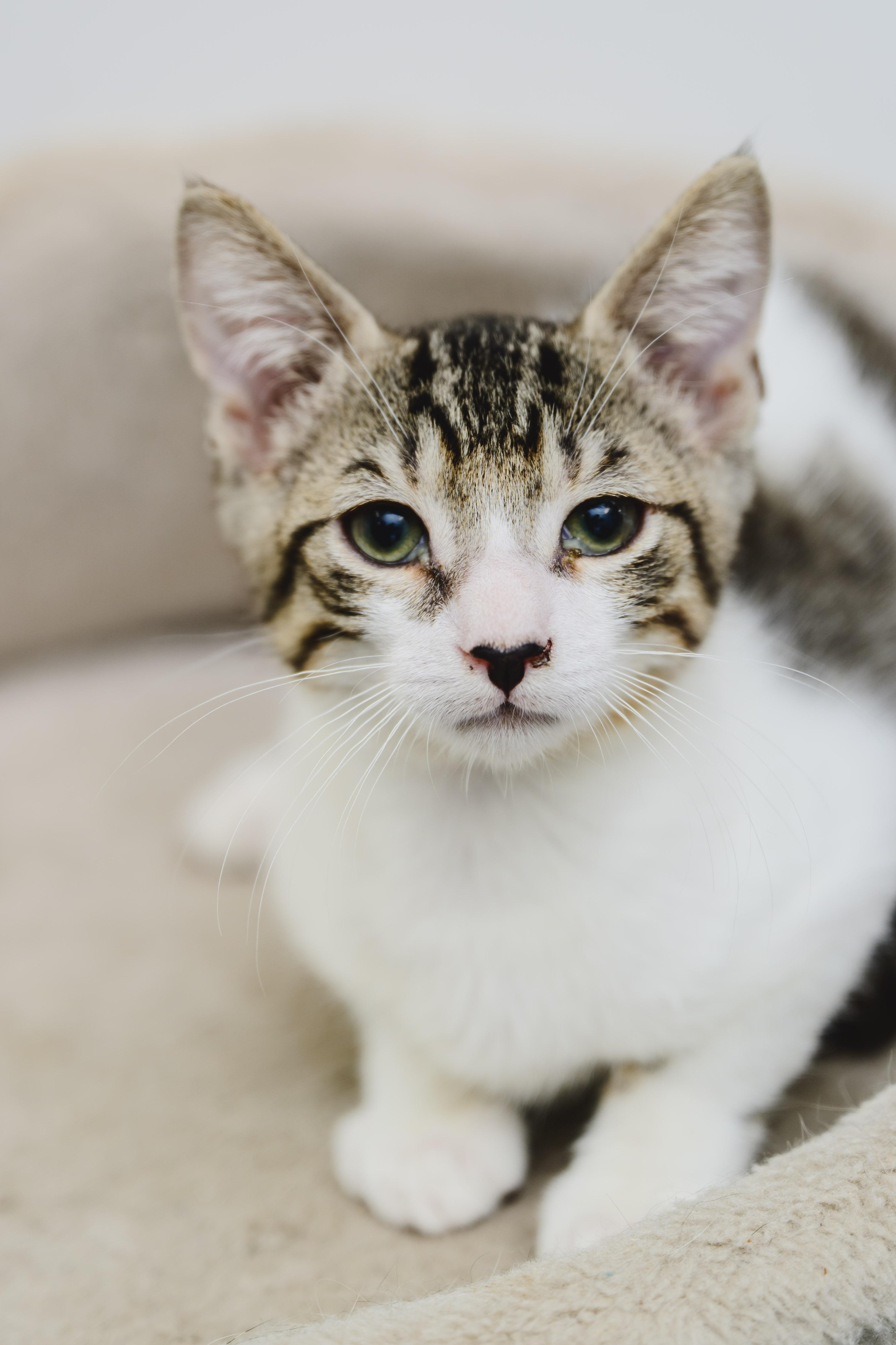 Enlarge Brisket, a Adopted mixed breed in Honolulu, HI image 6/6