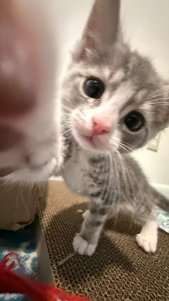 Fluffington, Adoptable, Kitten Male Domestic Medium Hair.