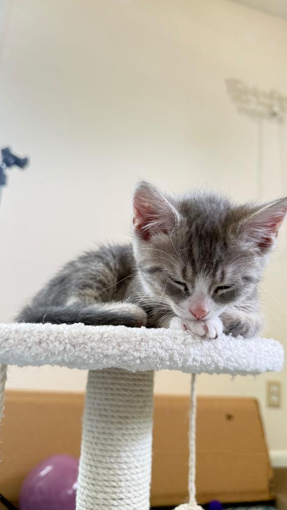 Fluffington, a Adoptable mixed breed in Milltown, NJ image 3/3