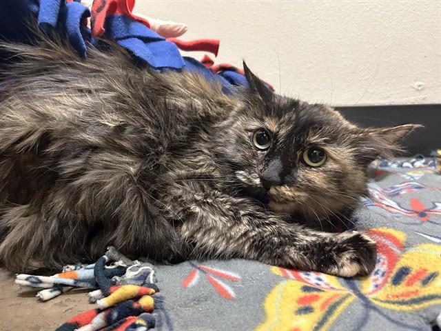 LILIY, Adoptable, Adult Female Domestic Long Hair.