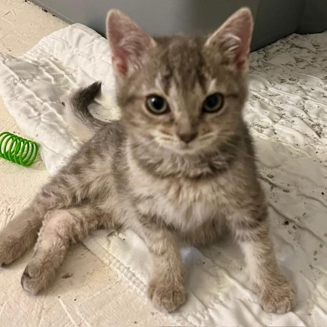 Enlarge Sunflower, a Adoptable Domestic Short Hair in Lake Geneva, WI image 1/6