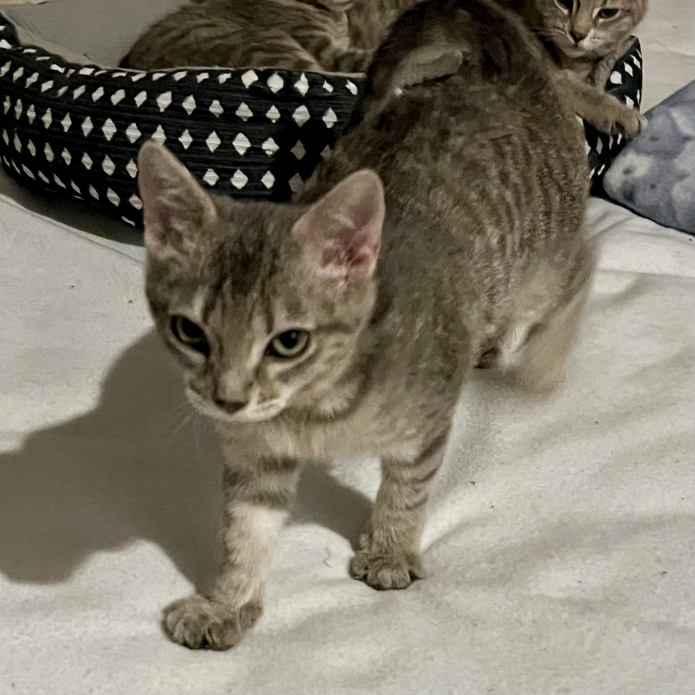 Enlarge Sunflower, a Adoptable Domestic Short Hair in Lake Geneva, WI image 3/6