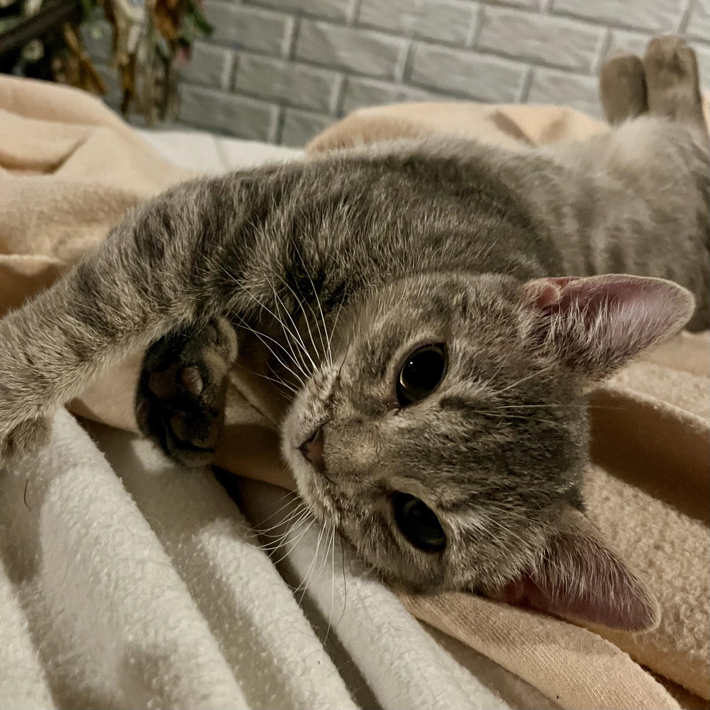 Enlarge Sunflower, an adopted Domestic Short Hair in Lake Geneva, WI image 1/6
