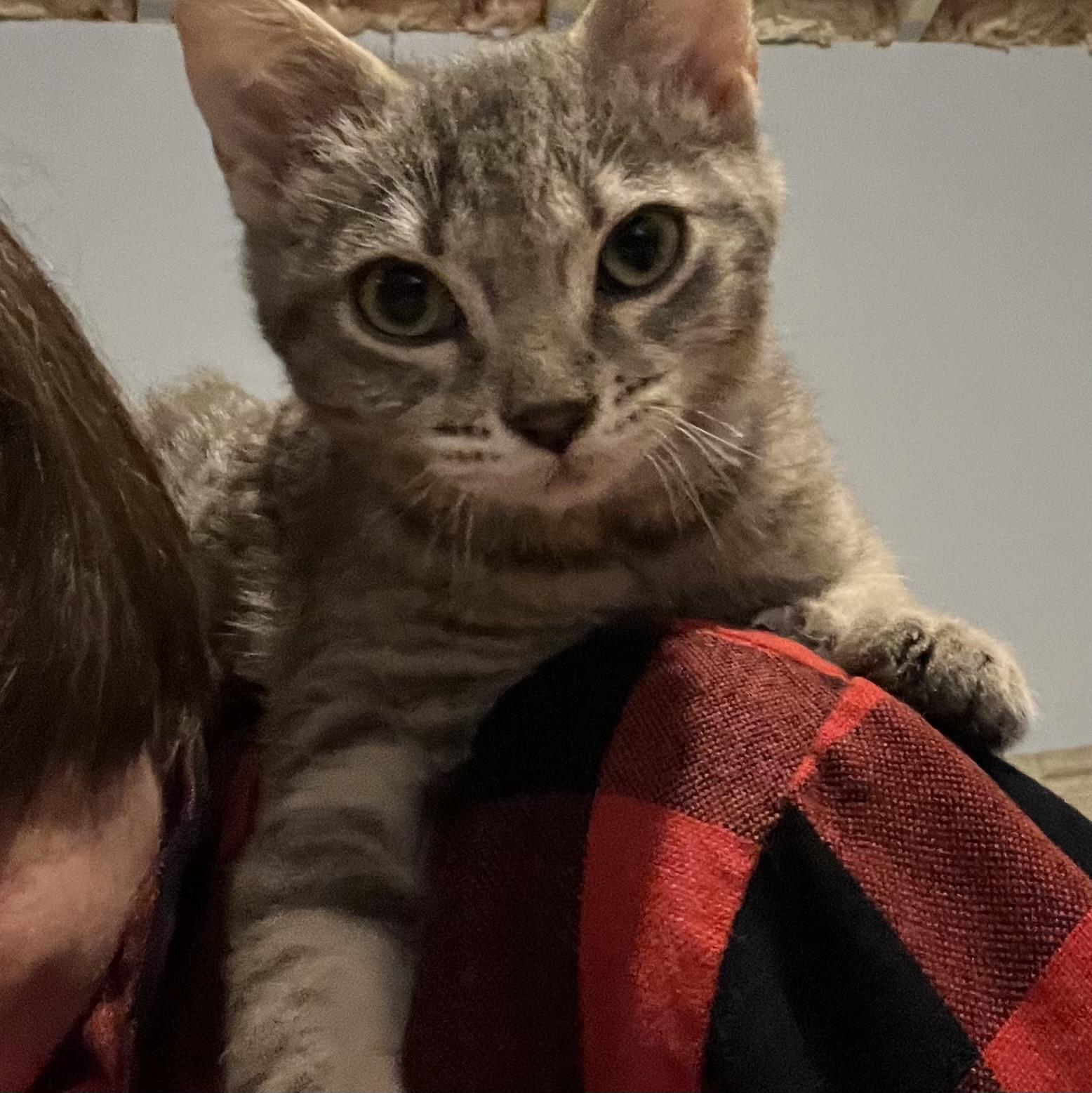 Enlarge Sunflower, a Adoptable Domestic Short Hair in Lake Geneva, WI image 6/6