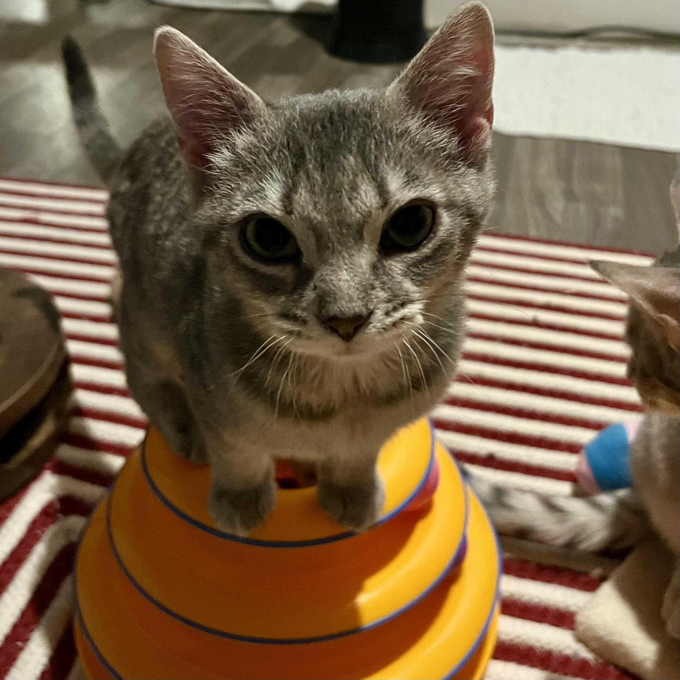 Enlarge Sunflower, a Adoptable Domestic Short Hair in Lake Geneva, WI image 4/6