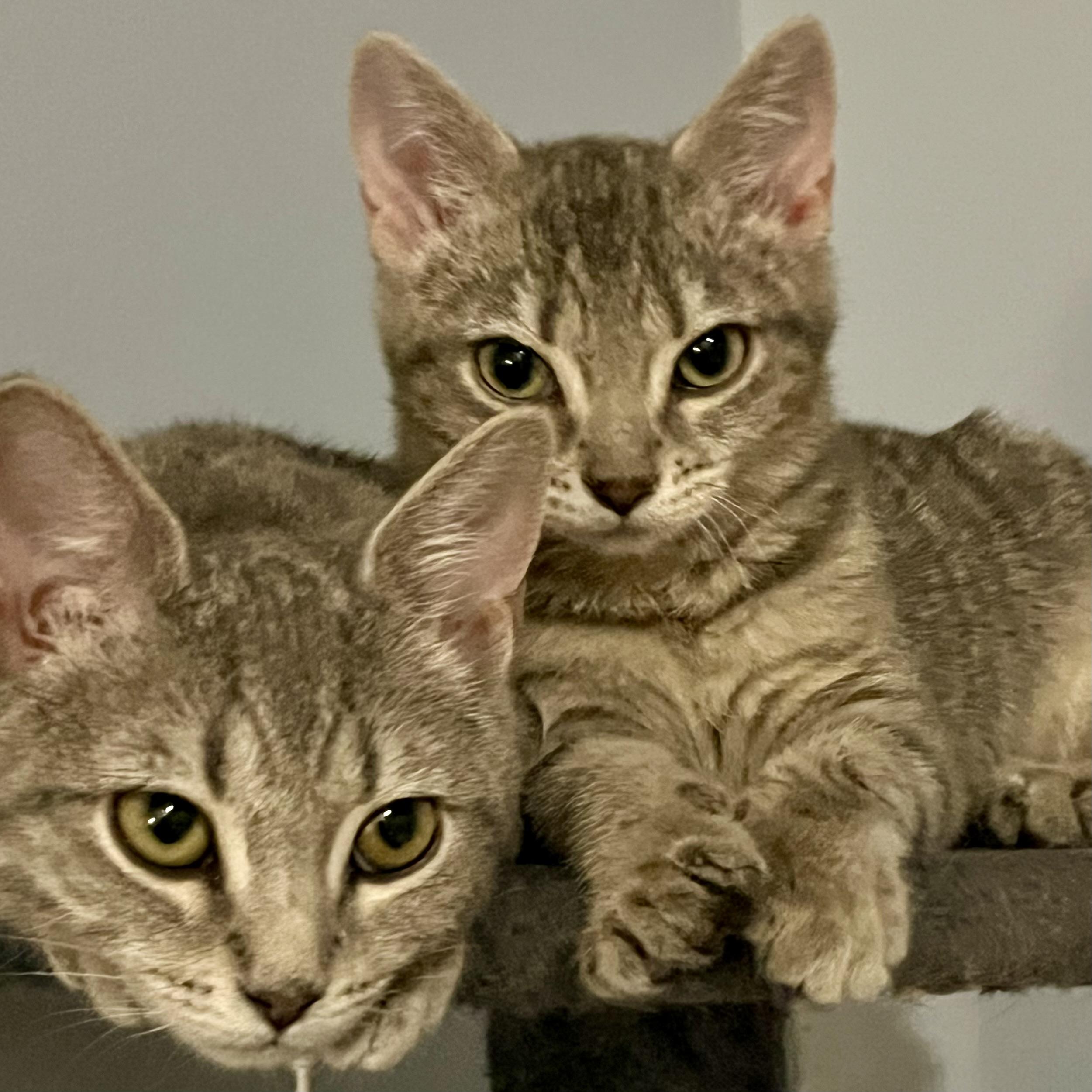 Enlarge Sunflower, a Adoptable Domestic Short Hair in Lake Geneva, WI image 5/6