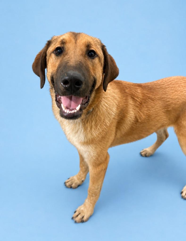 Luke, Adoptable, Puppy Male Anatolian Shepherd & Mixed Breed.