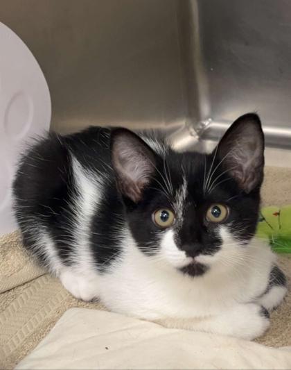 Whisky Sour, Adoptable, Kitten Female Domestic Short Hair & Domestic Short Hair.