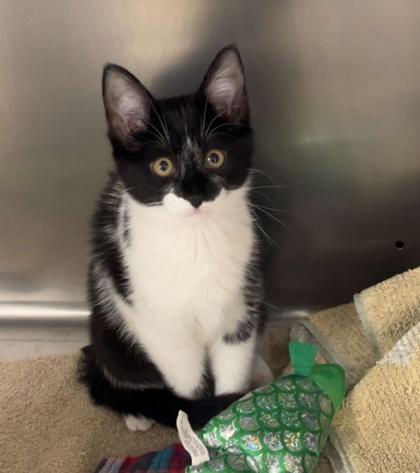 Pina-coloda, Adoptable, Kitten Female Domestic Short Hair & Domestic Short Hair.