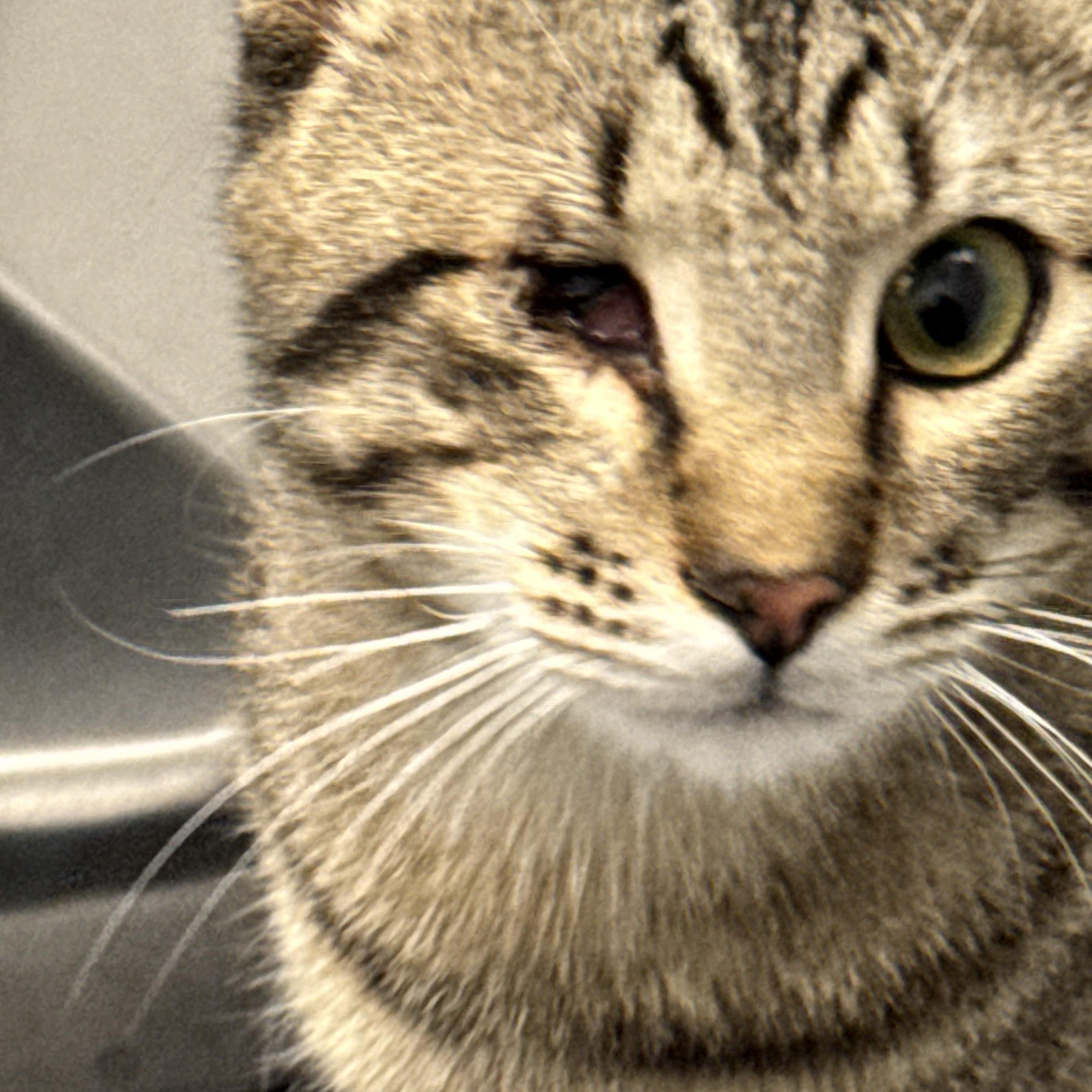 Alexander, ADOPTABLE, Young Male Tabby.