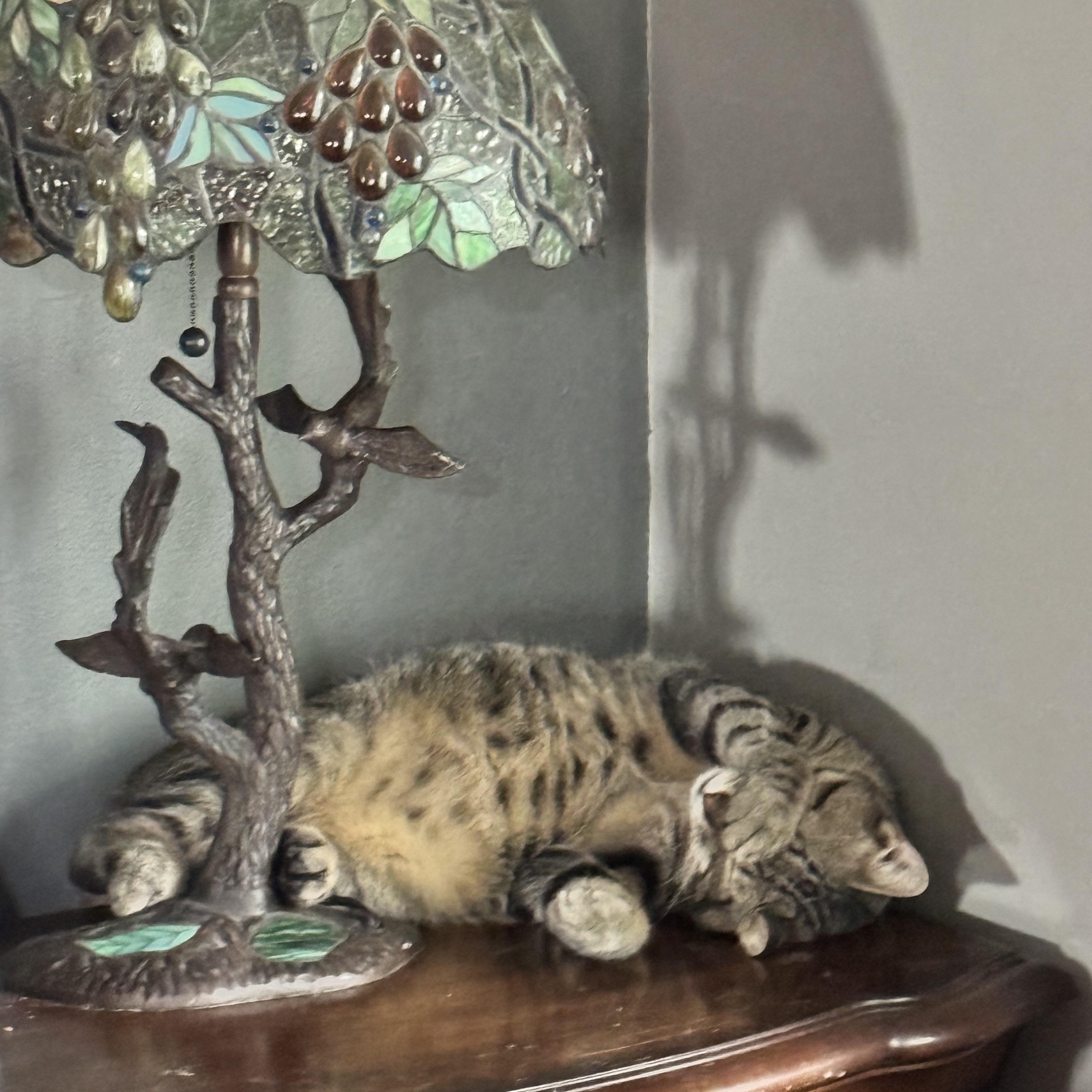Enlarge Alexander, a ADOPTABLE Tabby in Kissimmee, FL image 3/6