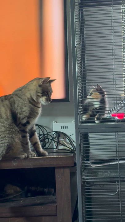 Enlarge Alexander, a ADOPTABLE Tabby in Kissimmee, FL video 5/6