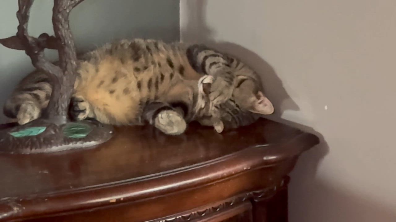 Enlarge Alexander, a ADOPTABLE Tabby in Kissimmee, FL video 4/6