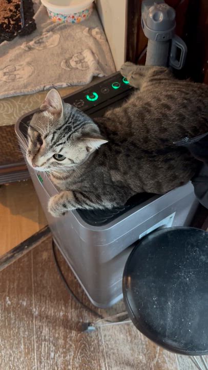 Enlarge Alexander, a ADOPTABLE Tabby in Kissimmee, FL video 2/6