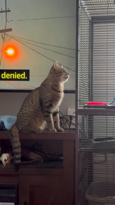 Enlarge Alexander, a ADOPTABLE Tabby in Kissimmee, FL video 6/6