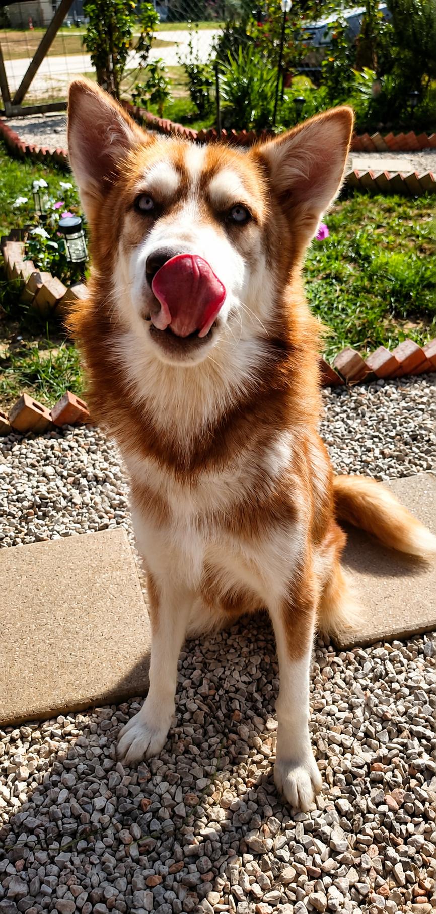 Phoenix, a Adoptable Husky in Oaklyn, NJ image 2/3