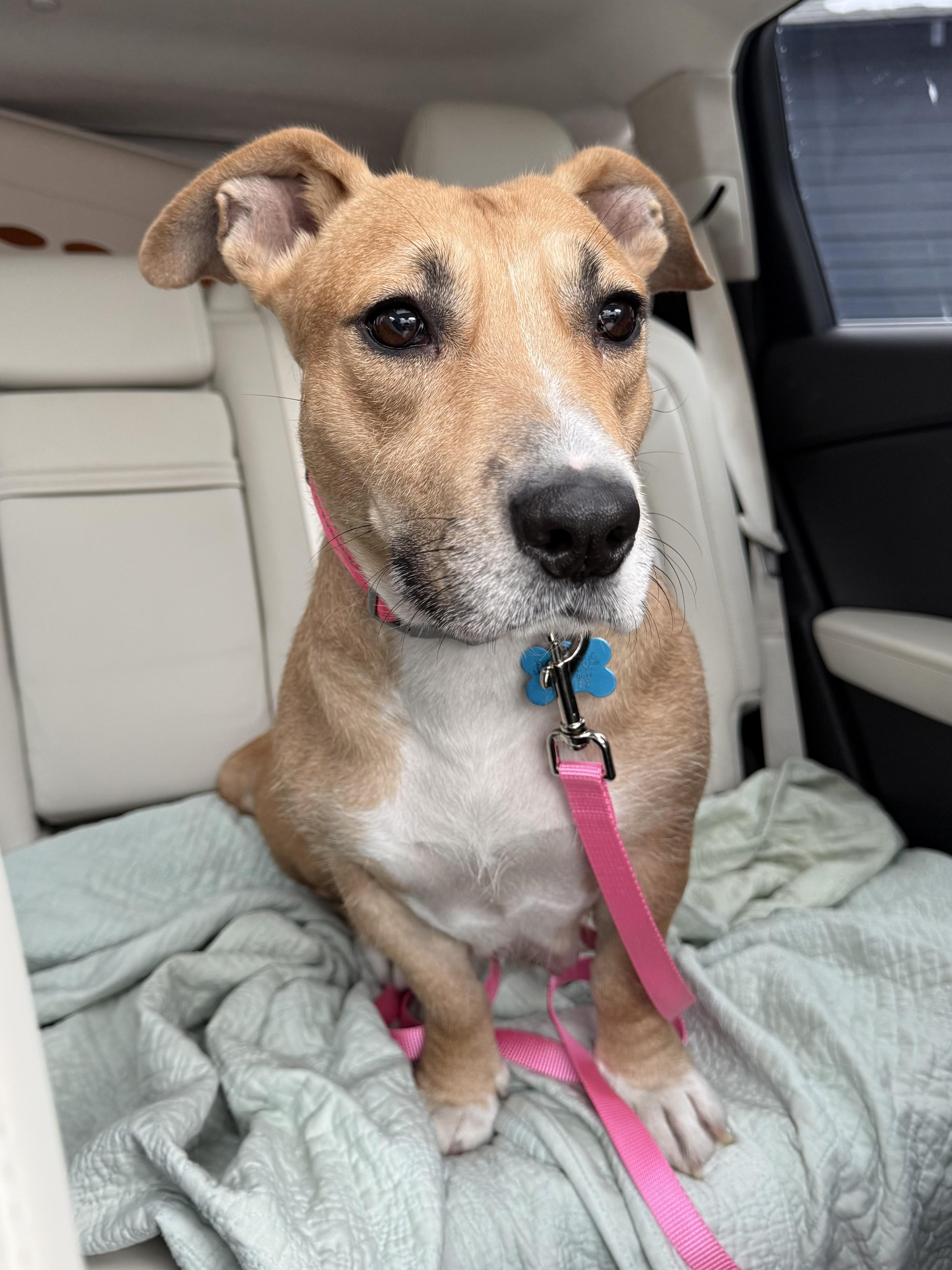 Enlarge Charlee, a ADOPTABLE mixed breed in Minneapolis, MN image 2/6