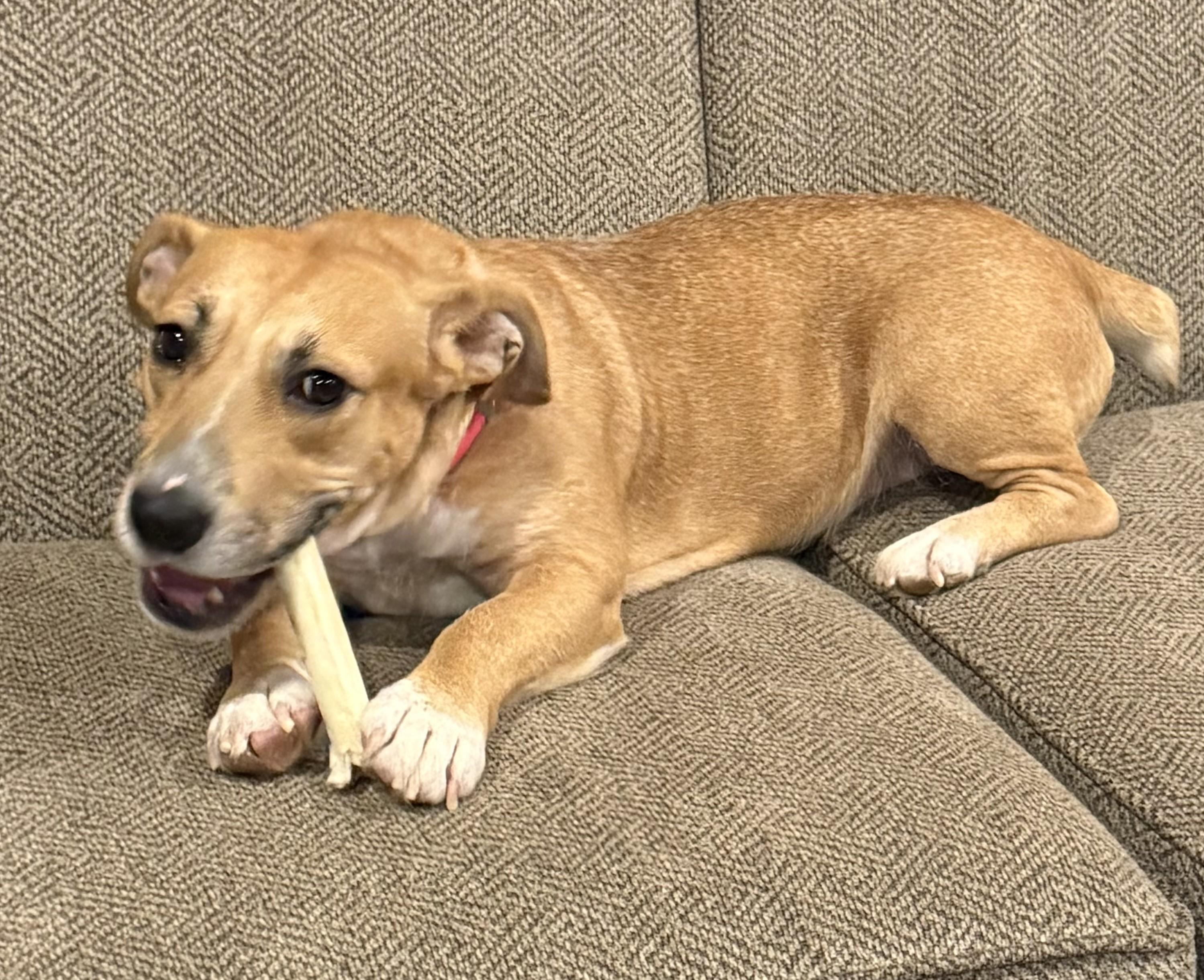 Enlarge Charlee, a ADOPTABLE mixed breed in Minneapolis, MN image 3/6