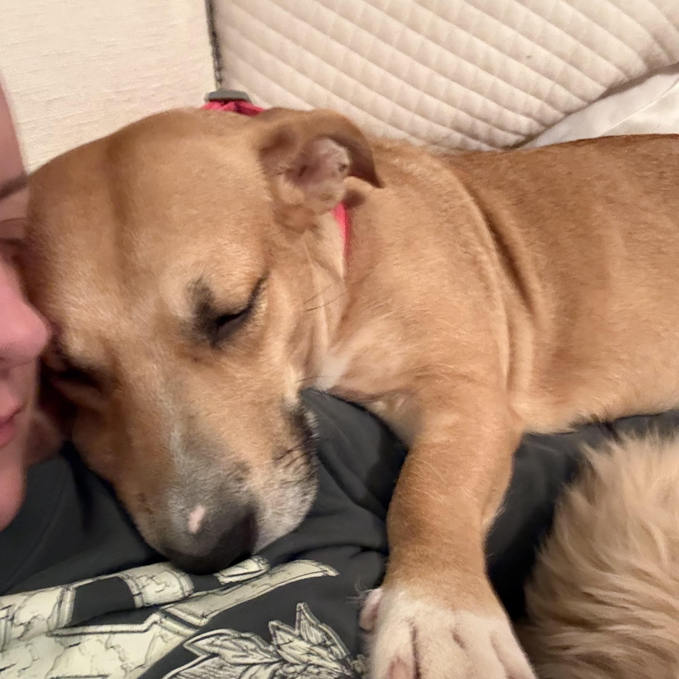 Enlarge Charlee, a ADOPTABLE mixed breed in Minneapolis, MN image 4/6