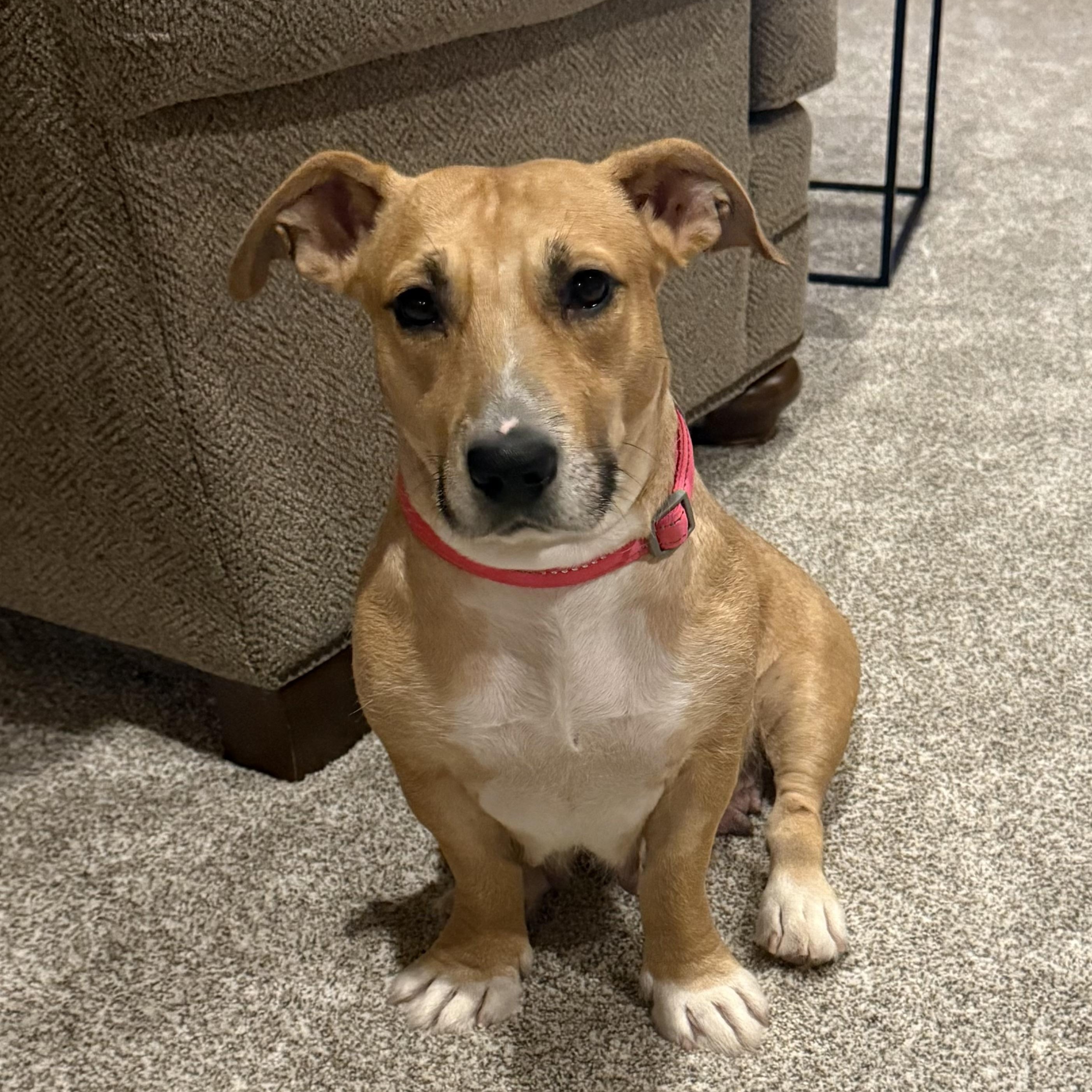 Enlarge Charlee, a ADOPTABLE mixed breed in Minneapolis, MN image 1/6