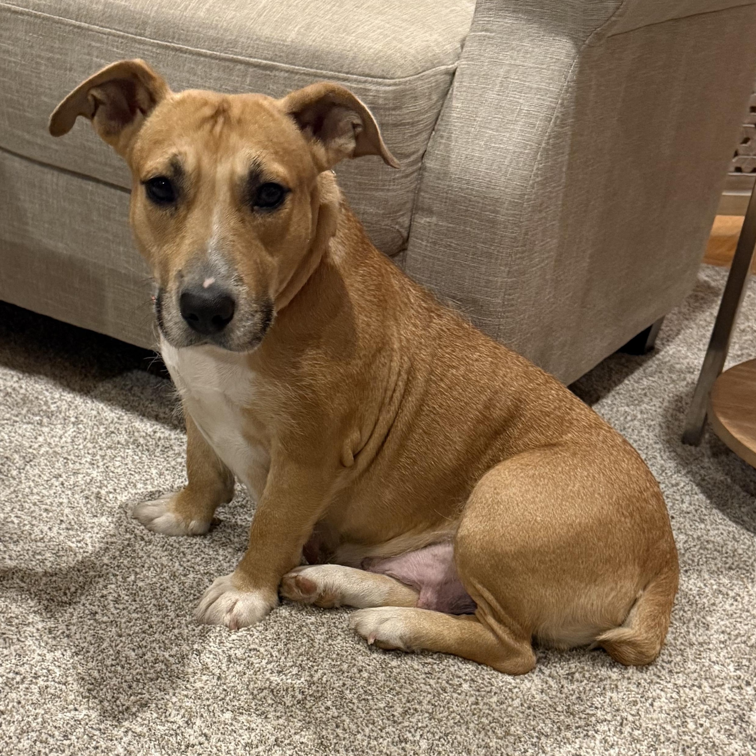 Enlarge Charlee, a ADOPTABLE mixed breed in Minneapolis, MN image 6/6