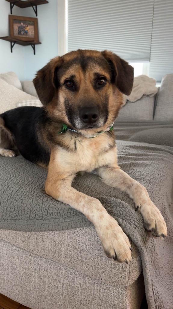 Augie, Adoptable, Young Male German Shepherd Dog & Husky.