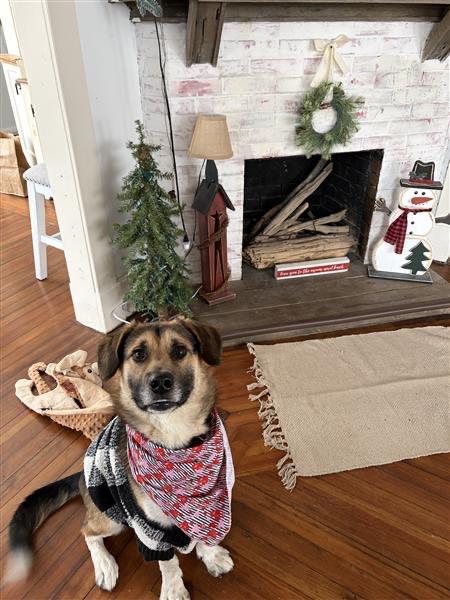 Enlarge Augie, a Adoptable mixed breed in Gloversville, NY image 2/6