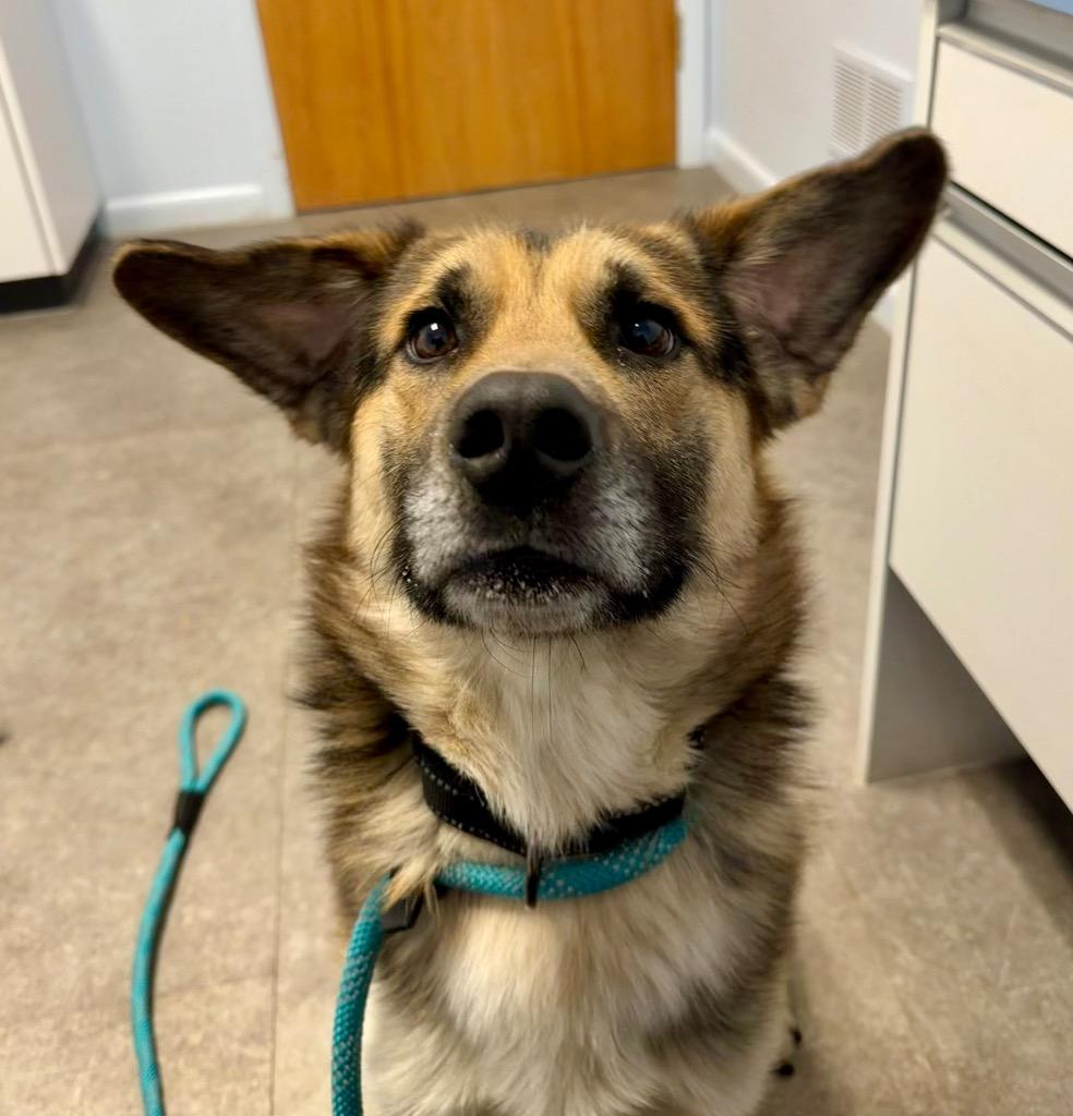 Enlarge Augie, a Adoptable mixed breed in Gloversville, NY image 3/6