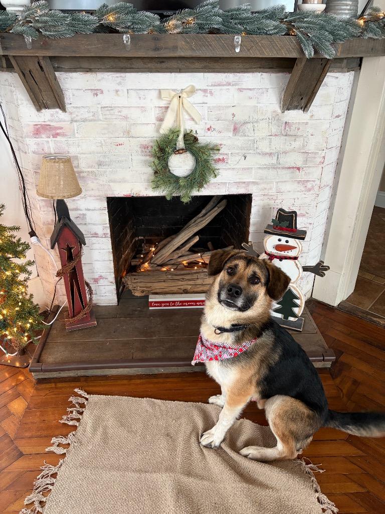 Enlarge Augie, a Adoptable mixed breed in Gloversville, NY image 6/6