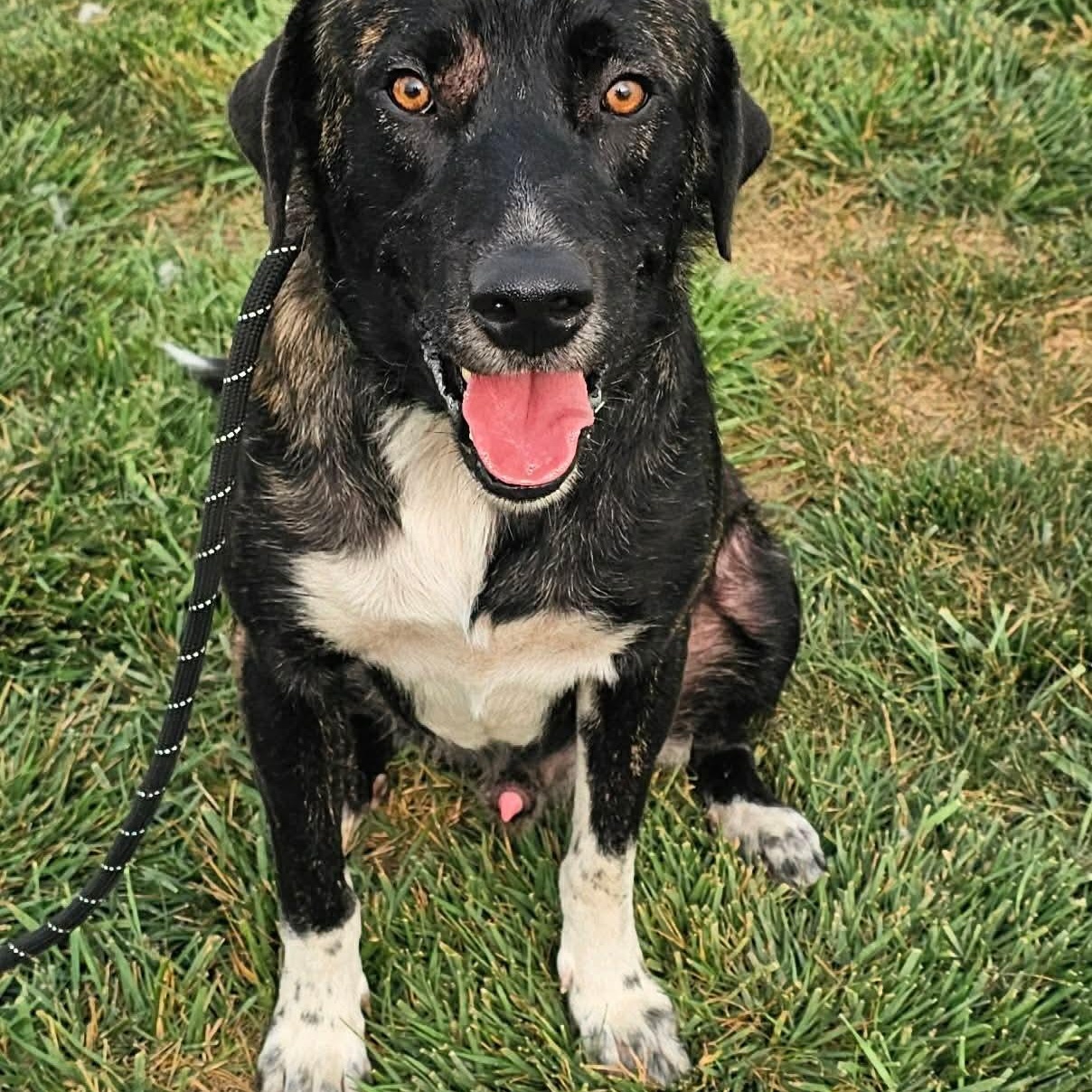 Broc, adopted, Young Male Shepherd.