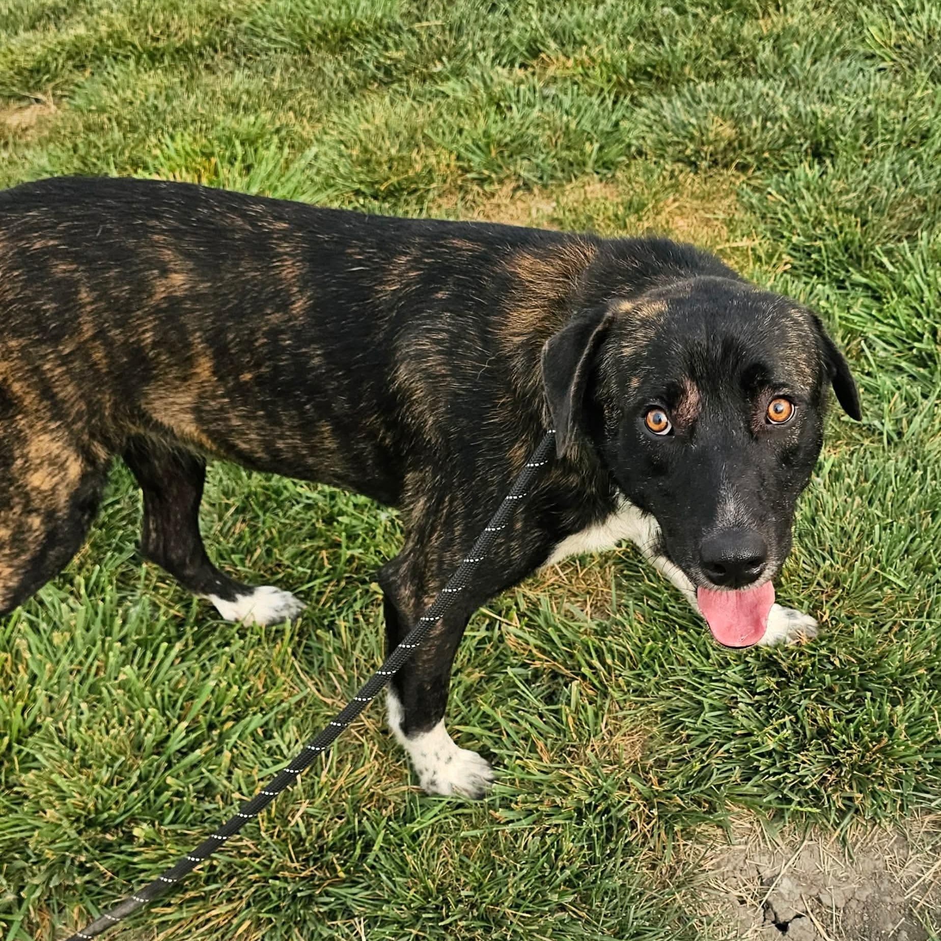 Enlarge Broc, an adopted mixed breed in Minooka, IL image 3/4