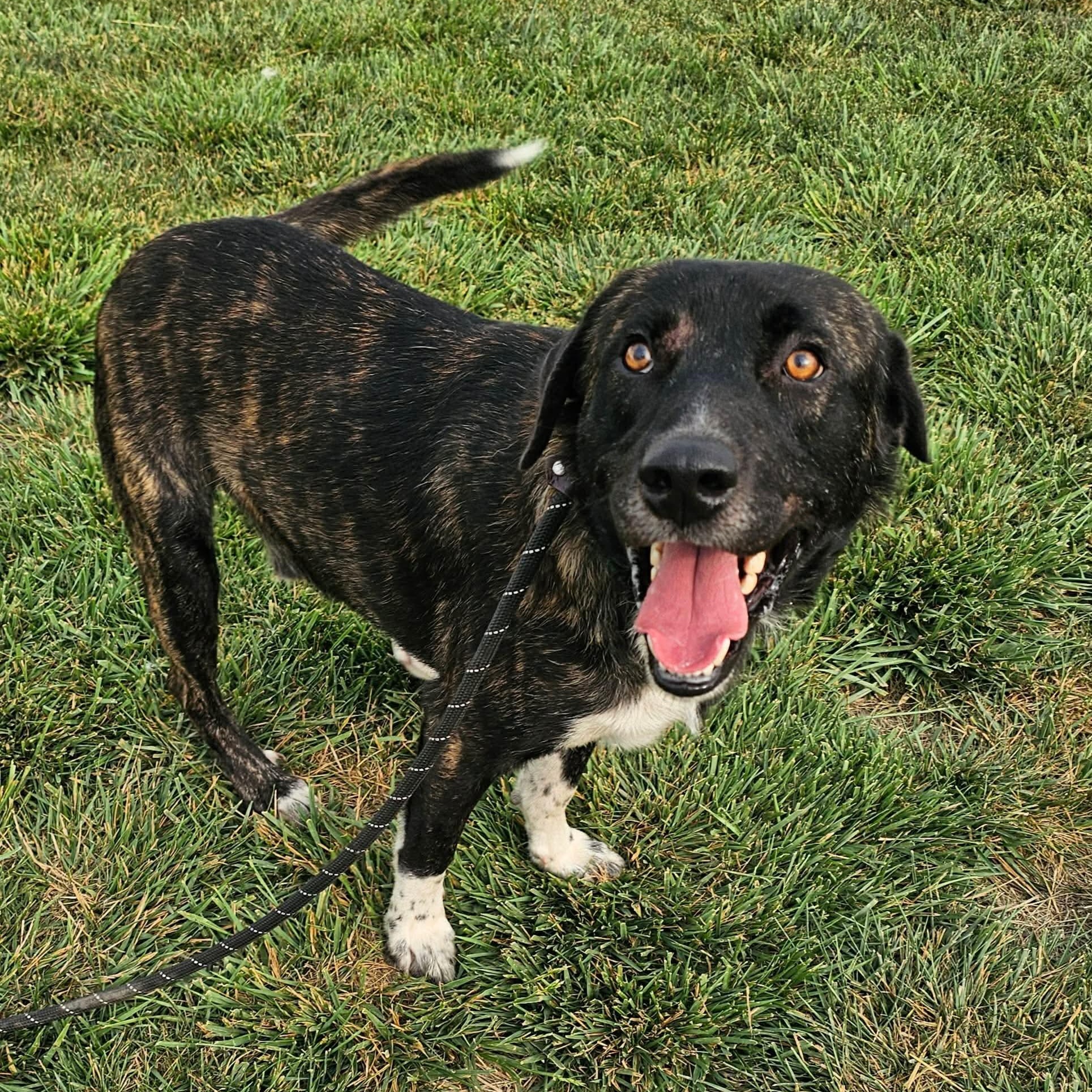 Enlarge Broc, an adopted mixed breed in Minooka, IL image 4/4